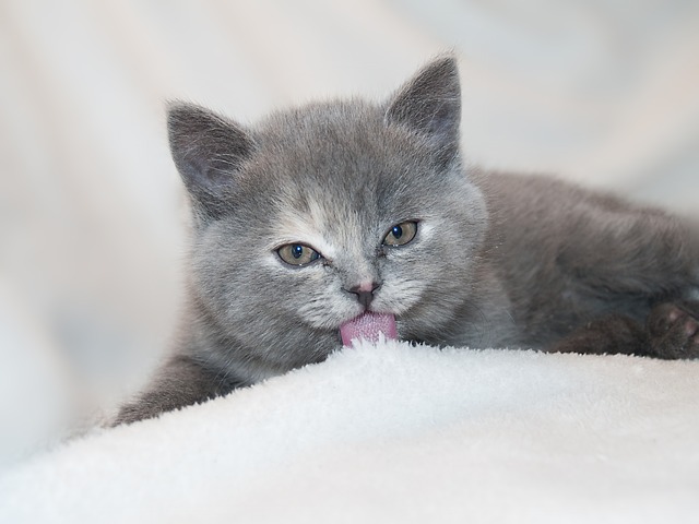 Eine glückliche, nicht ausgesetzte Katze